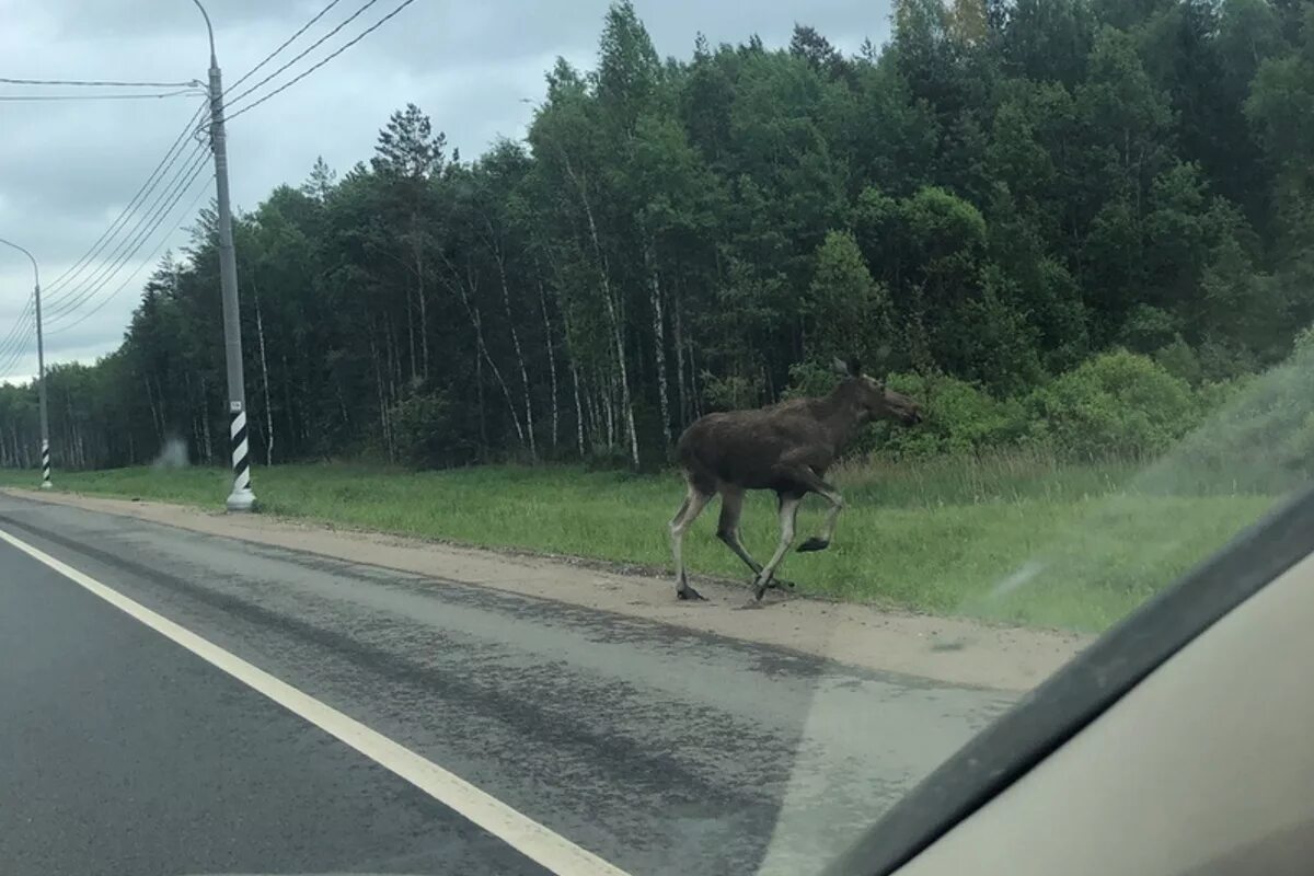 Лоси вдоль дорог. Лось лосиха лосенок.