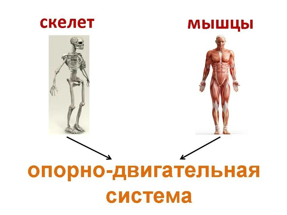 3 класс опора тела и движение видеоурок. Органы опорно двигательной системы человека 3 класс окружающий мир. опорно-двигательная система человека 3 класс. опора тела и движение скелет и мышцы. опорно двигательная система скелет и мышцы.