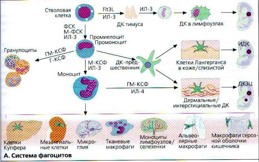 Система макрофагов. Клетки системы мононуклеарных фагоцитов. Система фагоцитов представлена. Система мононуклеарных фагоцитов гистология. Мононуклеарно-фагоцитарной системы схема.