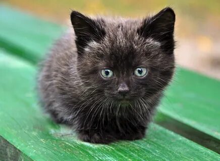 Скачать обои кошка, фон, котёнок, раздел кошки в разрешении 1920x1408 