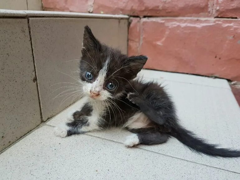 Писк котенка звук слушать. Писк котят. Маленький котенок пищит. Котята пищат видео. Писк котёнка звук.