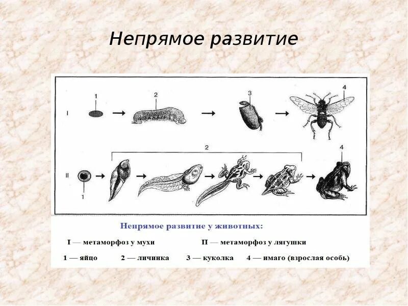 Назовите типы развития животных. Назовите типы развития животных