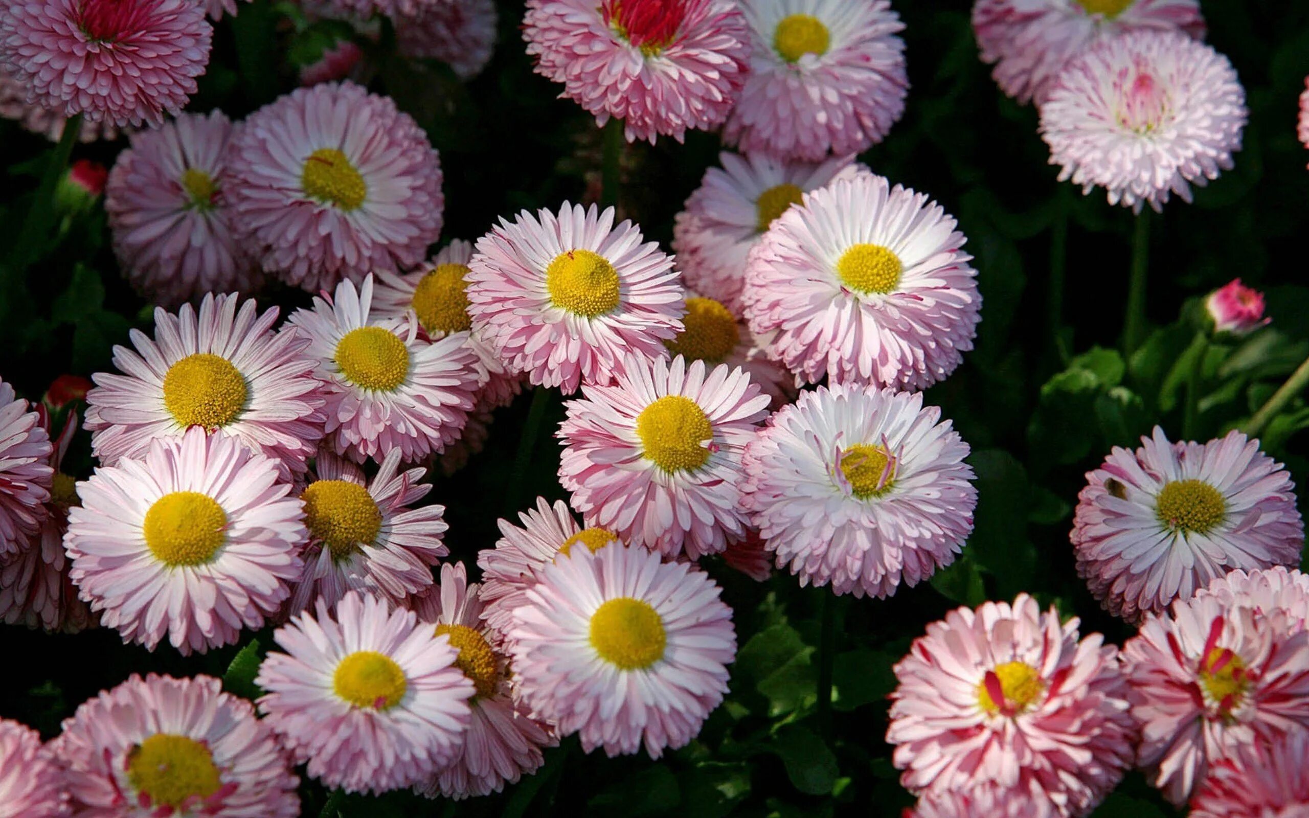 Пиретрум гибридный "Персидская Ромашка". Маргаритка Bellis perennis. Маргаритка махровая Монтероза. Маргаритка многолетняя хризантемовидная. Бело розовые ромашки