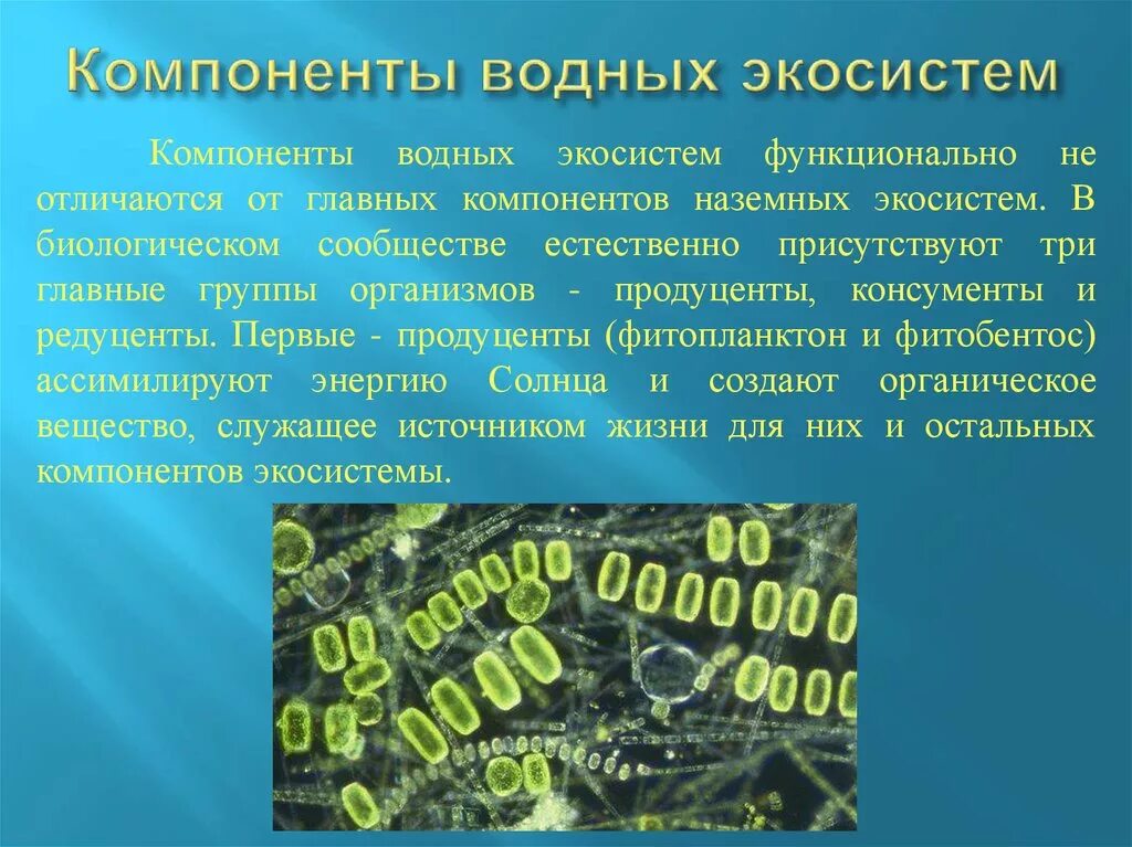 Экосистемы компоненты экосистем презентация. Компоненты водной экосистемы. Водные экосистемы презентация. Водный биогеоценоз презентация. Продуценты водной экосистемы.