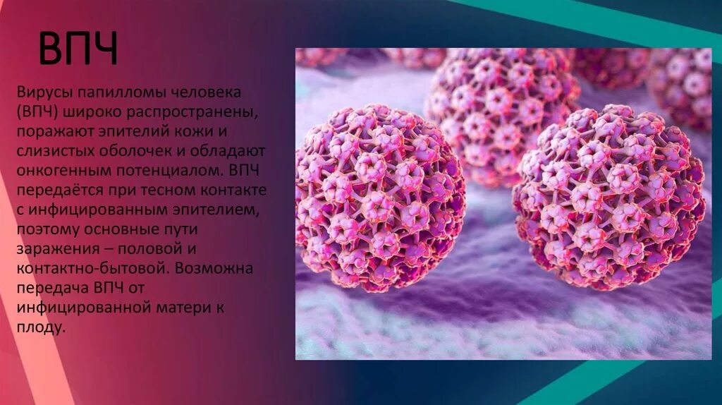 Папиломы вирус передается от человека к человеку. Папилломавирусы микробиология.