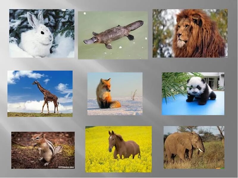 Животные окружающий мир 3 класс видеоурок. Разнообразие зверей. Окружающий мир животные. Животный мир разнообразие. Животный мир разнообразен.