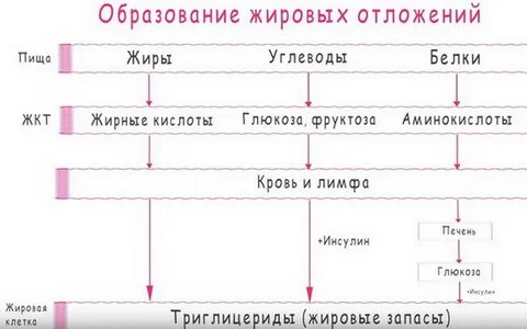 Питания образуют