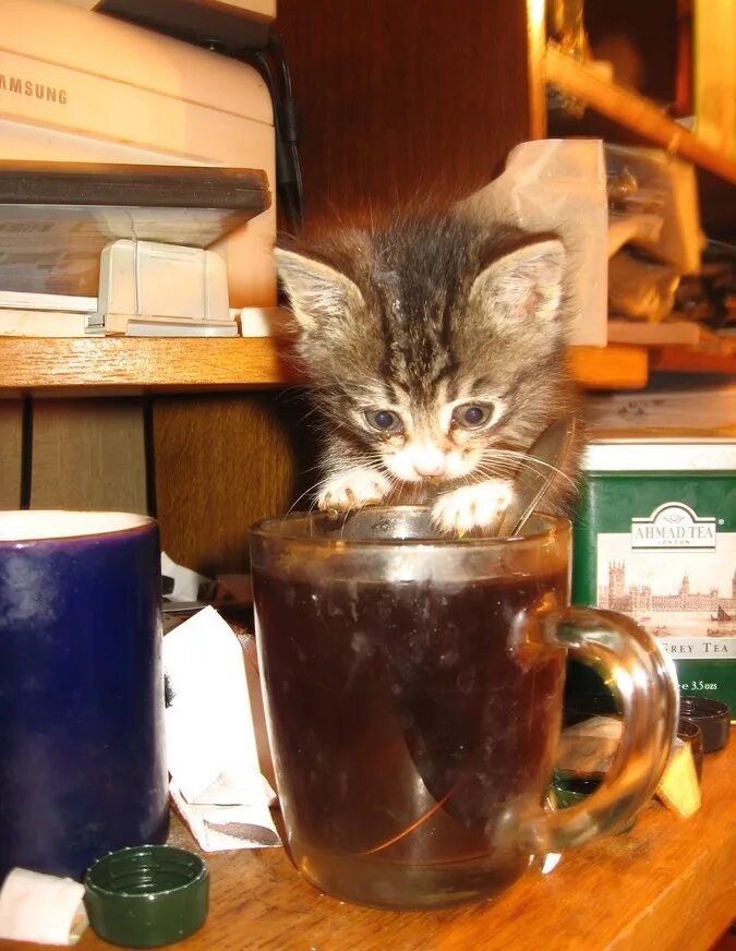 Ой хочу чаю. Котик хочет чай. котопятница. хочешь чаю. котик хочешь чаю.