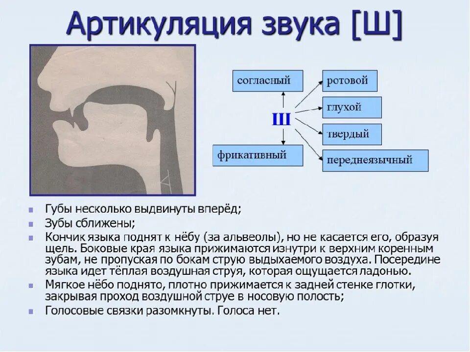 Пришедший звуки. Характеристика звука ш в логопедии. Логопедическая характеристика звука ш. Правильная артикуляция при звуку ш. Профиль артикуляции звука ш.