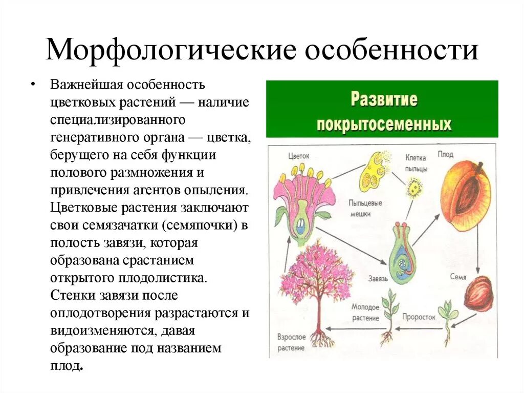 Жизнь растений 6 класс биология кратко. Строение цветковых покрытосеменных растений. Половое размножение покрытосеменных растений таблица. Особенности размножения цветковых растений. Особенности строения и размножения цветковых растений.