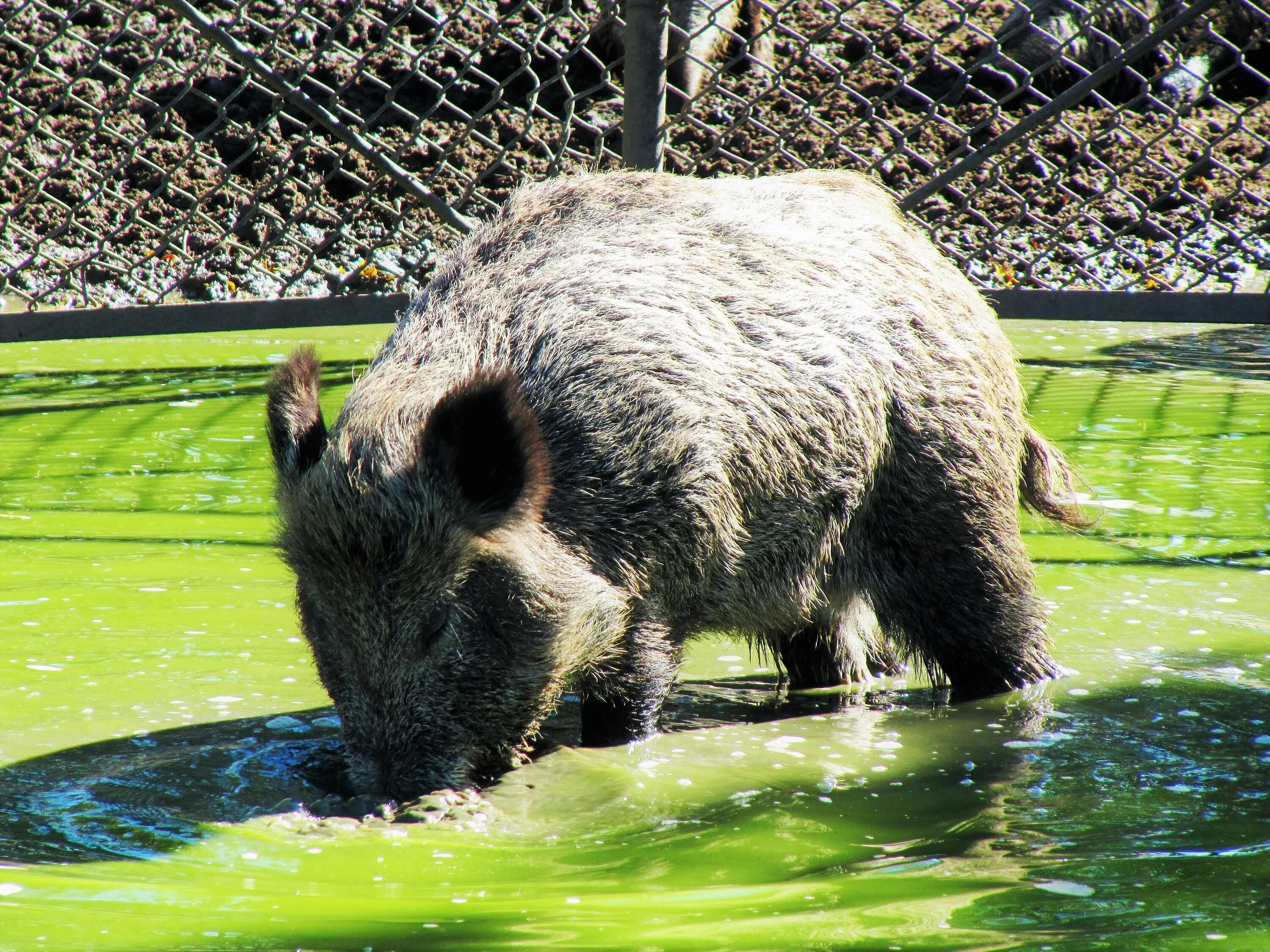 Дикий кабан в россии. Мерседес бенц 124 кабан. Tayassu tajacu. Дикий кабан секач вепрь. Кабан сити.