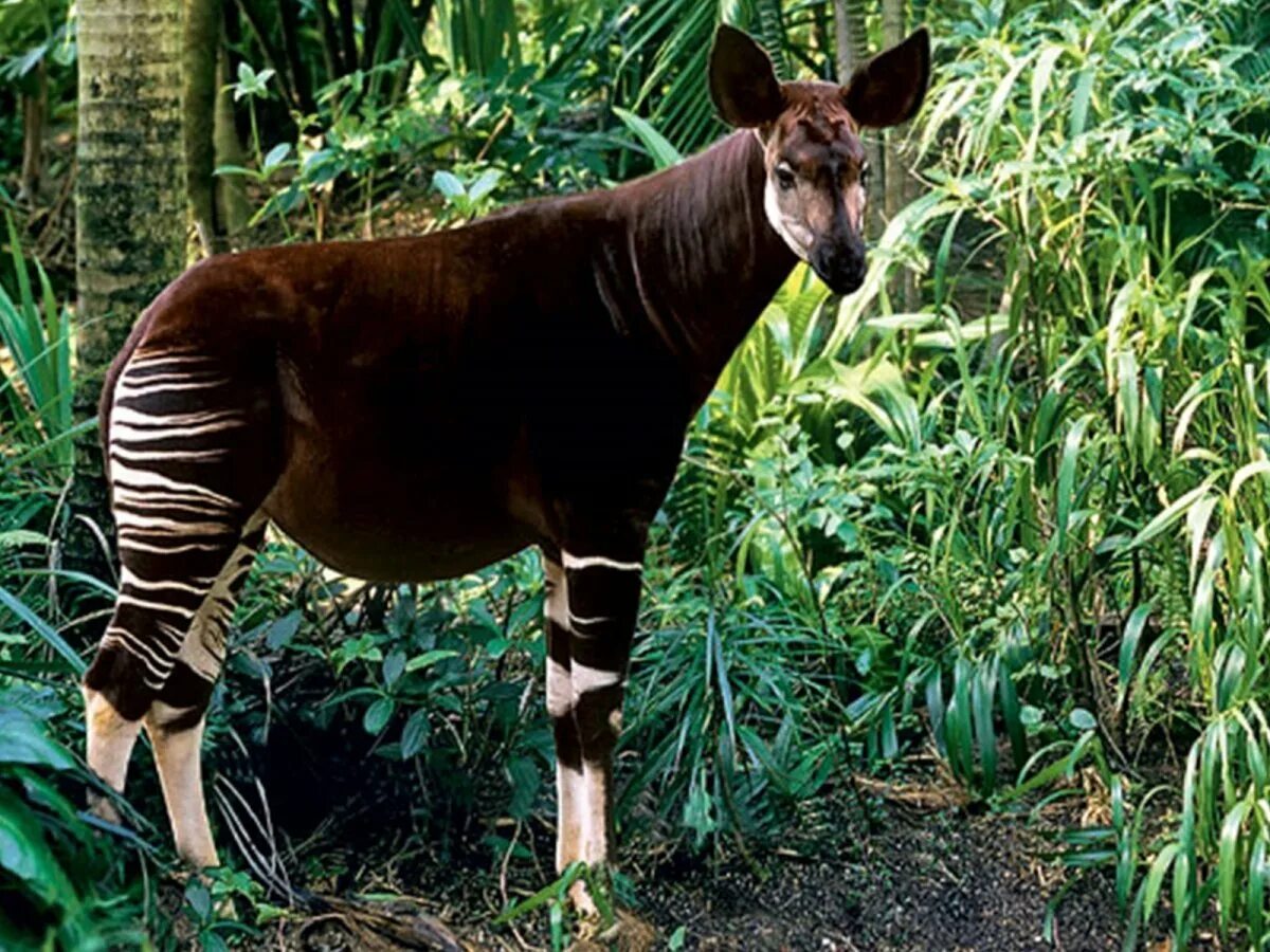 Эндемики африки окапи и карликовый бегемот обитают. Карликовый жираф окапи. Эндемики африки окапи и карликовый бегемот обитают. Окапи млекопитающие африки. Эндемики африки окапи и карликовый бегемот обитают.