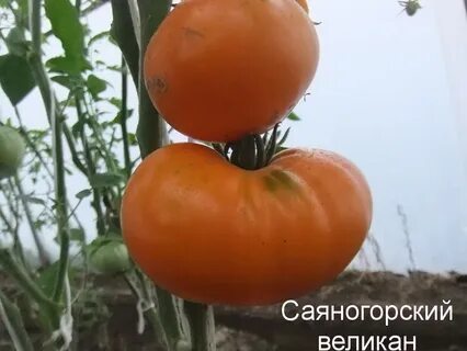 Минусинский оранжевый томат отзывы
