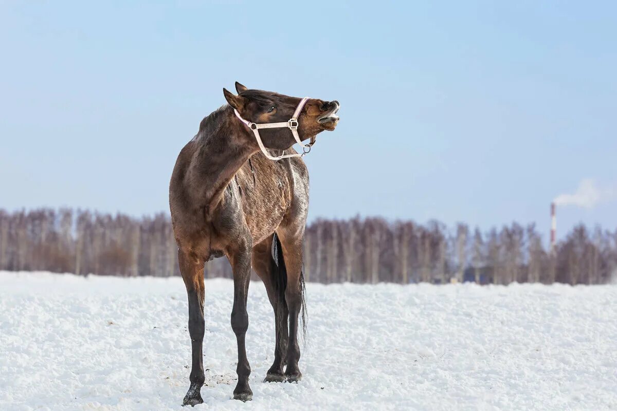 Лошади сани деревья бык