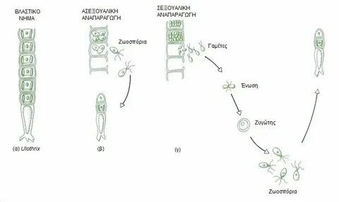 Жизненный цикл улотрикса схема