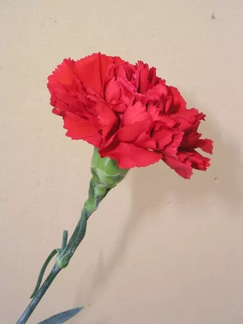Wallpapers Carnations Closeup Red Flower-bud Flowers Image #488346 Download Exot