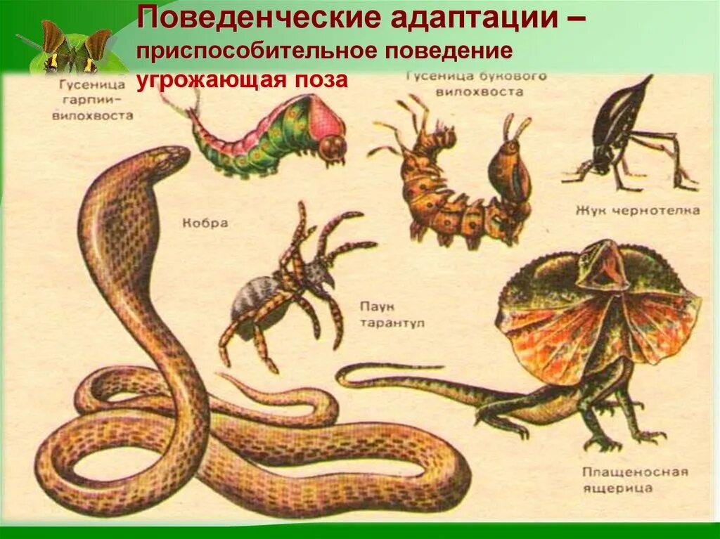 Приспособительное поведение. Приспосоьительрое поведение у животных. Приспособительное поведение угрожающая поза. Приспособительное поведение примеры животных.