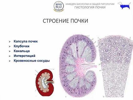 Ткани почек