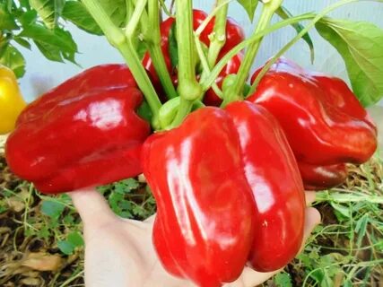 Сорта перца сладкого толстостенного для теплиц