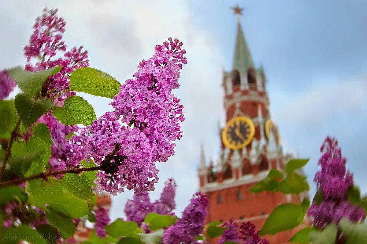 Новое в мае 2019. Сирень Кремлевские куранты. Кремлевская Москва сирень. Сирень обыкновенная Кремлевские куранты. Москва весной.