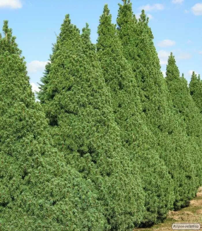 Ель канадская conica. Ель канадская/Picea glauca conica. Ель канадская Коника Picea glauca conica. Ель канадская "витчс Брум". Коника москва