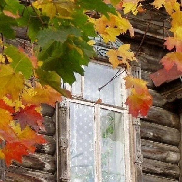 Слушать постучалась в дом. Окно осень. Осеннее окошко. Деревня за окном осень. Клён в окне.