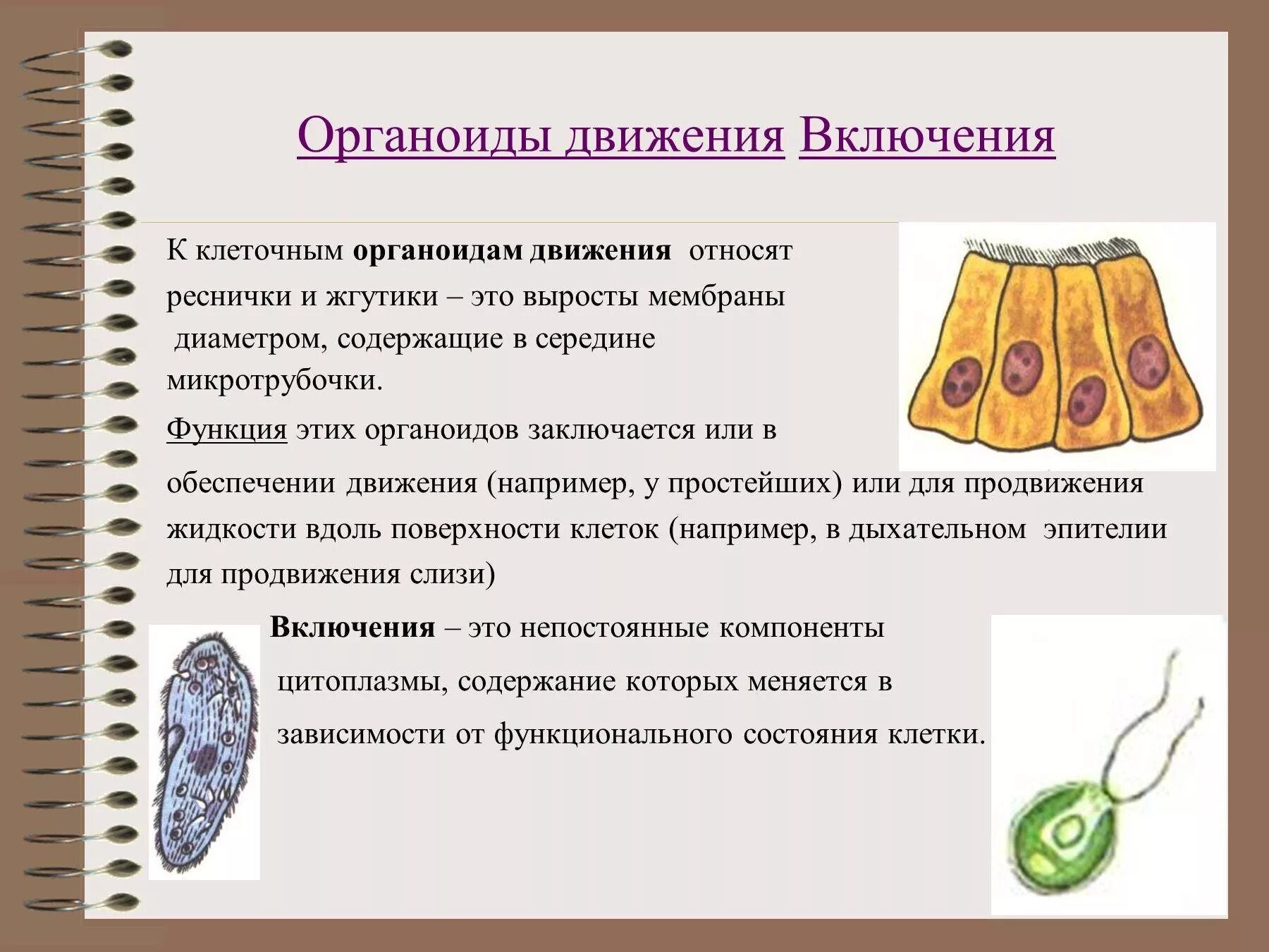 Органеллы передвижения. Органоиды движения клеточные включения. Органоиды движения клеточные включения строение. Строение клетки 9 класс биология органоиды движения. Органоиды движения клеток 9 класс.