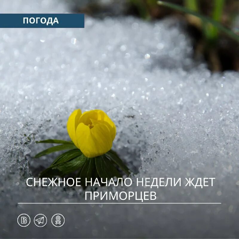 примгидромет прогноз погоды владивосток. мемы про погоду во владивостоке. погода во владивостоке сегодня. владивосток климат. погода во владивостоке сегодня.
