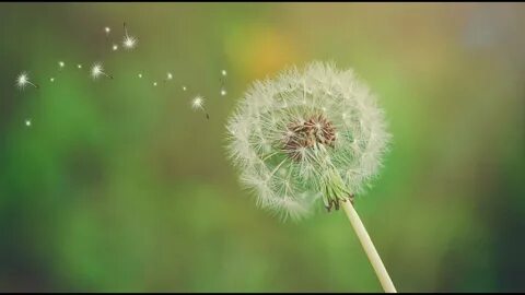 Одуванчиков 4