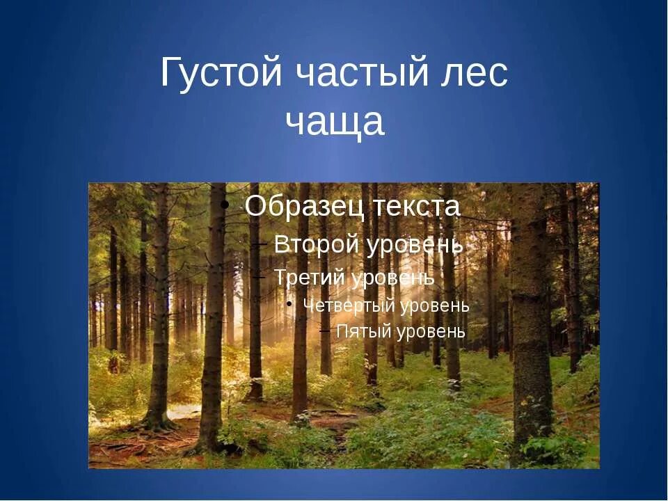 Составить предложение лесная чаща. Густой частый лес. Слова леса. Лес слова про лес. Лесная чаща текст.