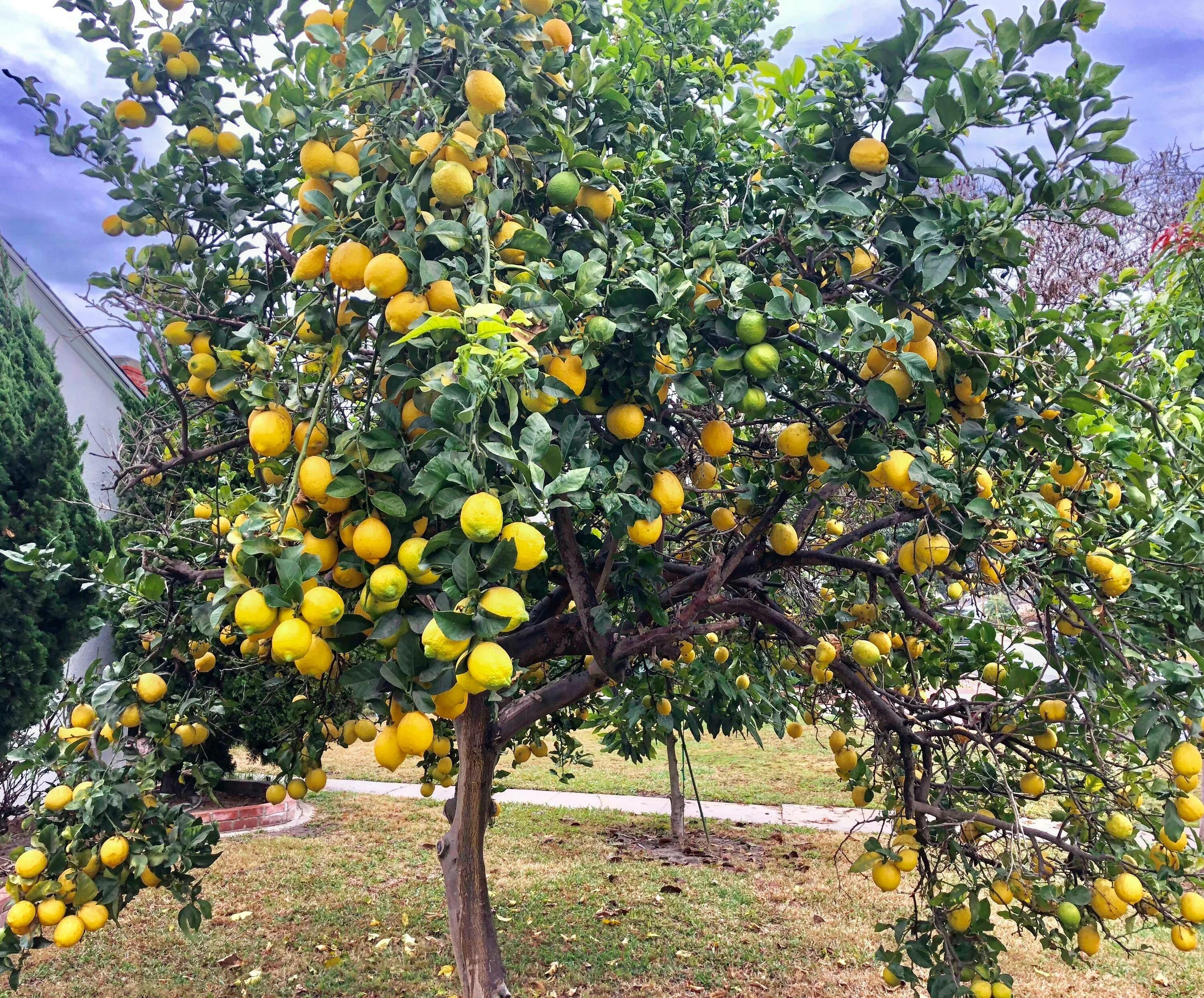 Лимон растет в россии. Лимонник дерево. Лимон дарахти. Лимон Lemon дерево. Вечнозеленых цитрусовых деревьев Версаль.