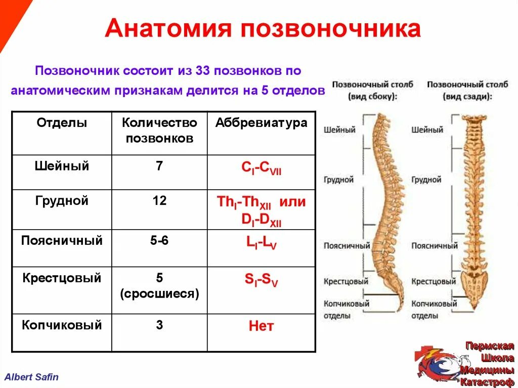 Строение позвоночника по отделам человека с расшифровкой. Отделы позвоночника таблица особенности строения. Отличия позвонков разных отделов позвоночного столба таблица. Особенности строения позвонков позвоночного столба. Поясничный отдел особенности строения таблица.