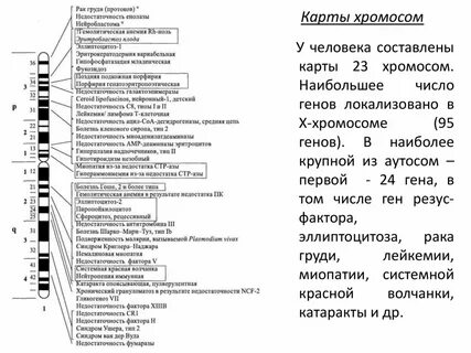 Где на практике используют генетические карты хромосом