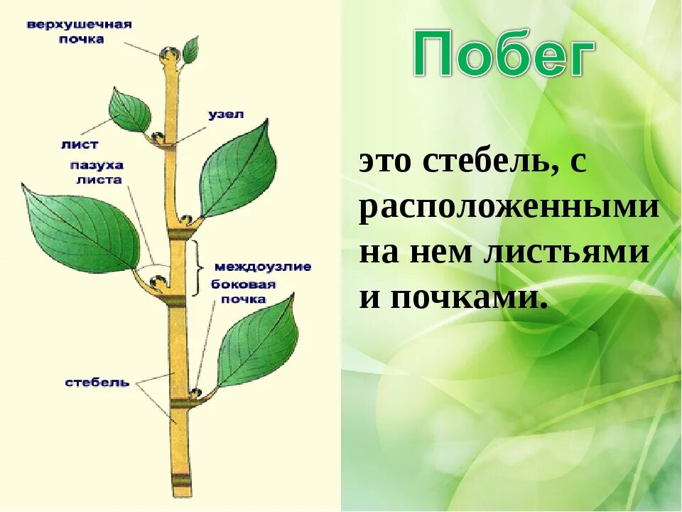 Назовите части побегов. Побег и почки( части побега) биология. ПАЗУШНАЯ почка побег стебель. Побег и почки 6 класс биология. Биология 6 класс побег и почки листочек.