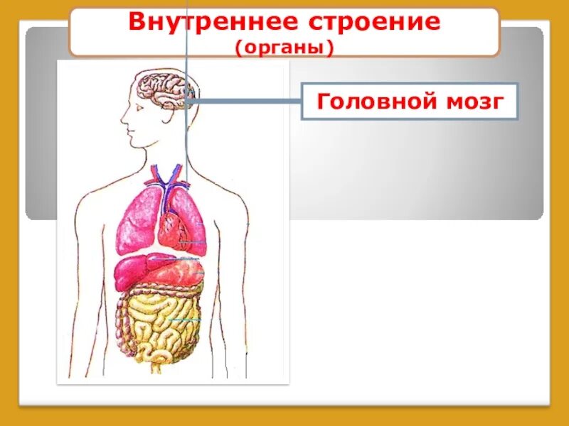 Тело человека органы 4 класс окружающий мир. Строение тела человека 2 класс окружающий мир школа России. Внутреннее строение человека. Модель внутреннее строение тела человека. СТРОЕНИЕТЕЛО человека.