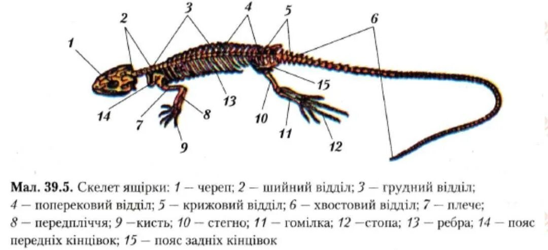 Ящерица подпись. Скелет ящерицы биология 7 класс. Строение скелета ящерицы 7. Скелет ящерицы строение скелета. Осевой скелет рептилий.