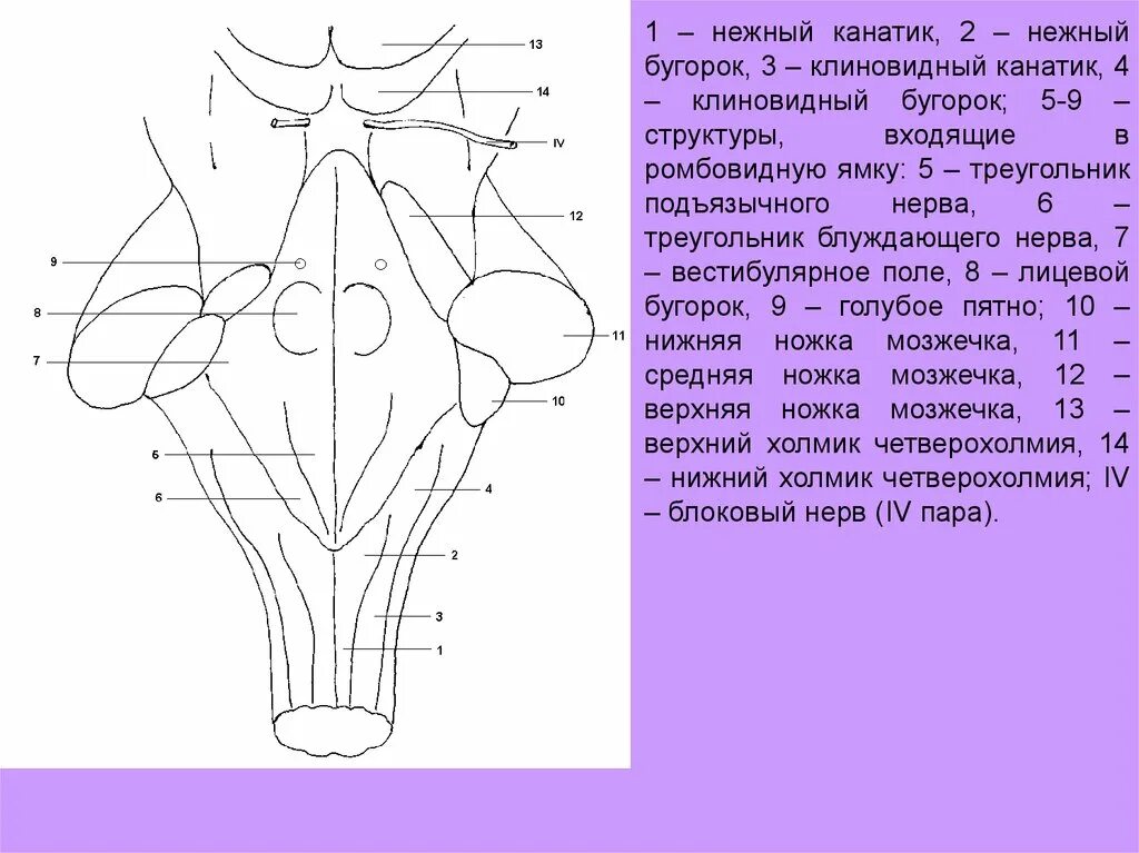 Дорсальная поверхность мозга. Проекция ядер на ромбовидную ямку. Ромбовидная ямка ядра черепных нервов. Ядра ромбовидной ямки схема. Проекция ядер черепных нервов анатомия.