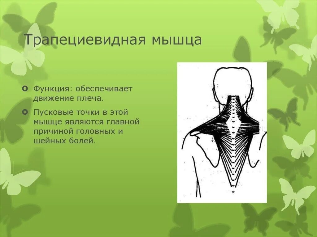 Трапециевидная функция. Трапециевидная мышца функции. Трапецеыидная мышца функия. Трапециевидная мышца функции и расположение. Роль трапециевидной мышцы.