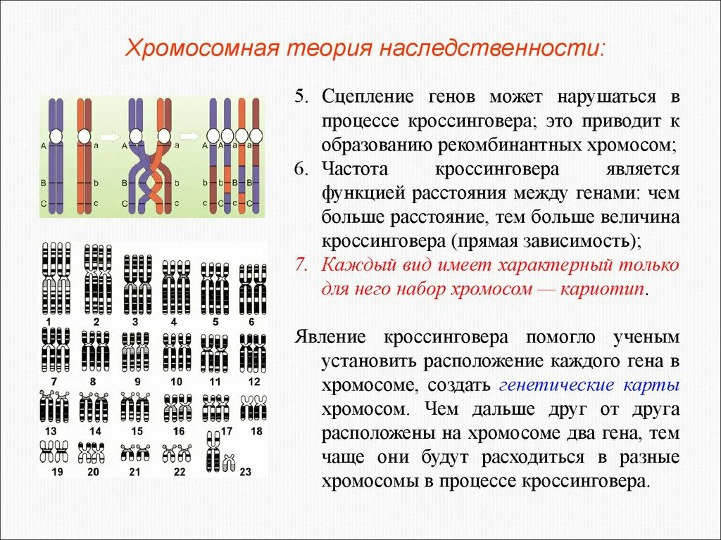 Количество групп сцепления равно. Хромосомная теория наследования ЕГЭ. Кроссинговер при сцепленном наследовании. Кроссинговер и независимое наследование признаков. 2. Хромосомная теория наследственности.