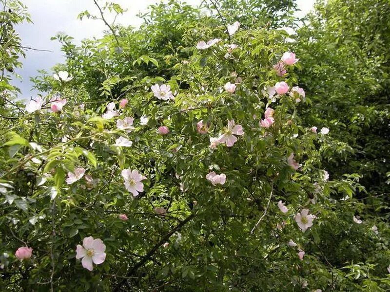Как используют современные садоводы шиповник собачий. Шиповник собачий (rosa canina).