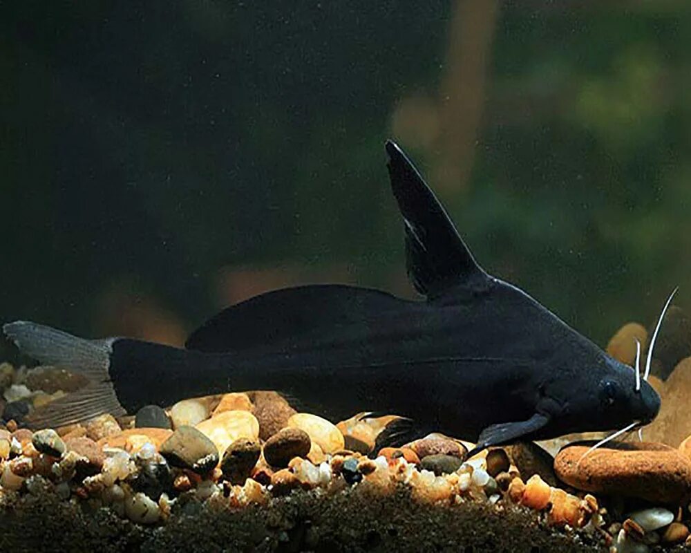 Сиамская касатка. Черный сомик аквариумный. Сомик черный аквариумная рыбка. Сом мешкожаберный аквариумный. Сомик Касатка аквариумная рыбка.