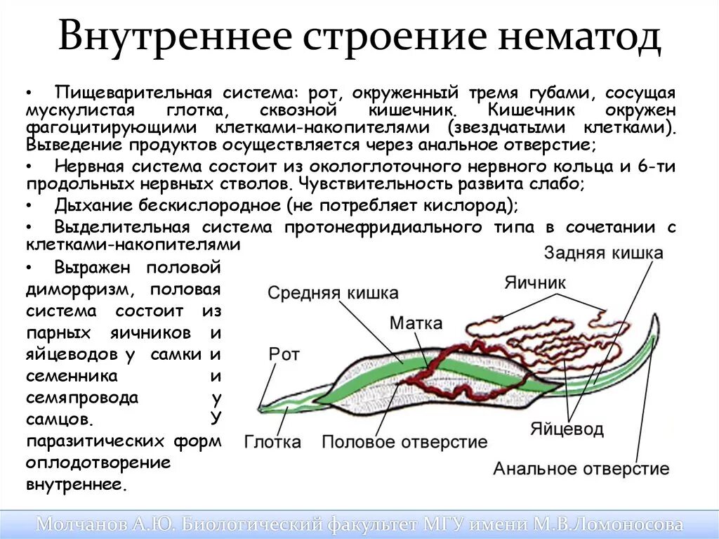 Сквозной кишечник у червей. Круглые черви черви строение. Внешнее строение круглых червей нематод таблица. Внутреннее строение круглых червей 7 класс таблица биология. Внутренне строение круглого червя.