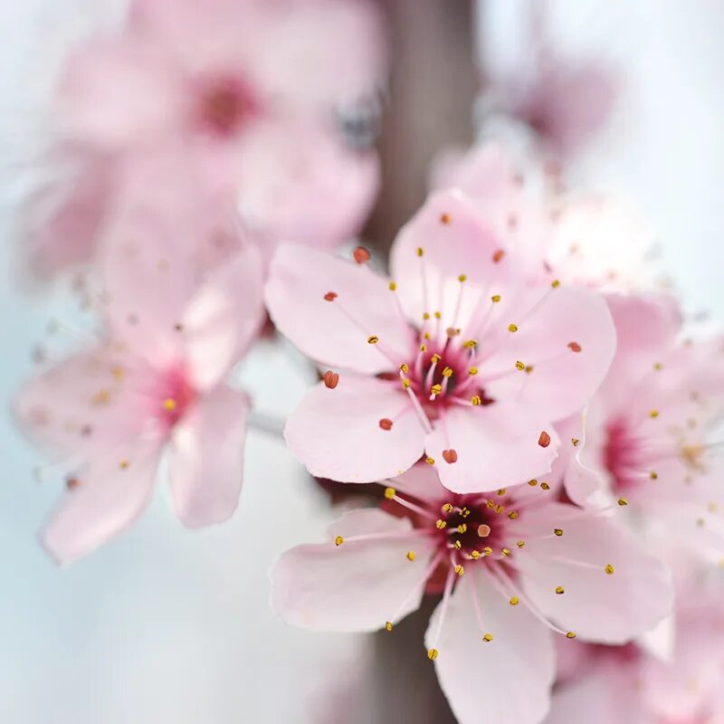 Fresh Flowers. Сакура душа