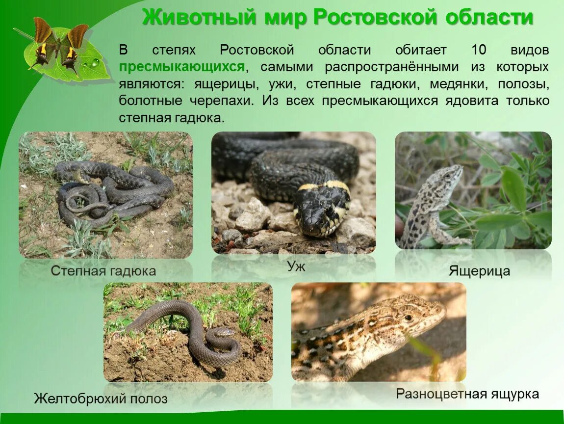 Какие животные обитают в дону. Какие животные обитают в ростове.