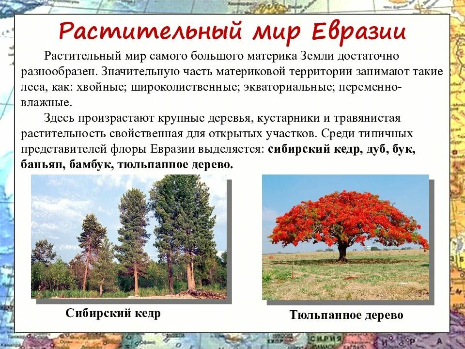 Характерные черты материка евразия примеры. Растительный мир широколиственных лесов в Евразии. Материк Евразия растительный мир. Какие растения растут в Евразии. Растительный мир Евразии презентация.