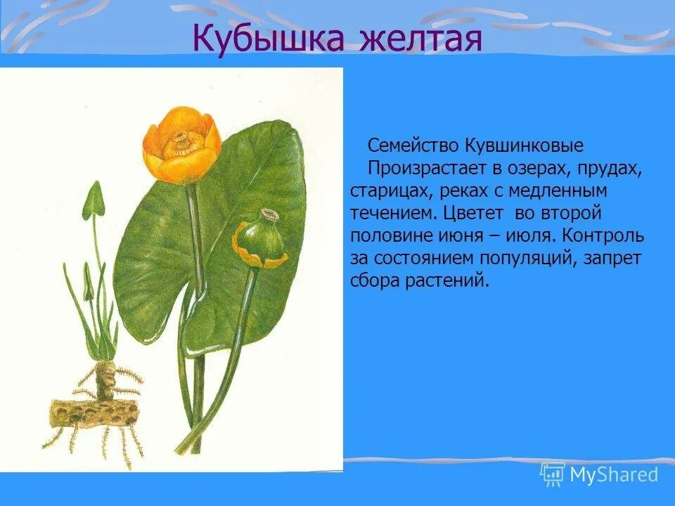 Кубышка жёлтая. Влаголюбивое растение кубышка желтая. Растение кубышка малая. Охраняемые растения кубышка малая. Как открыть кубышку