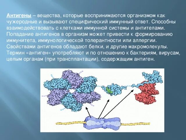 Антигены вызывают. Чужеродные соединения в организме. Попадание антигена в организм. Попадание в организм антигена вызывает:. Пути поступления антигенов в организм.