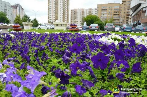 Цвету екатеринбург
