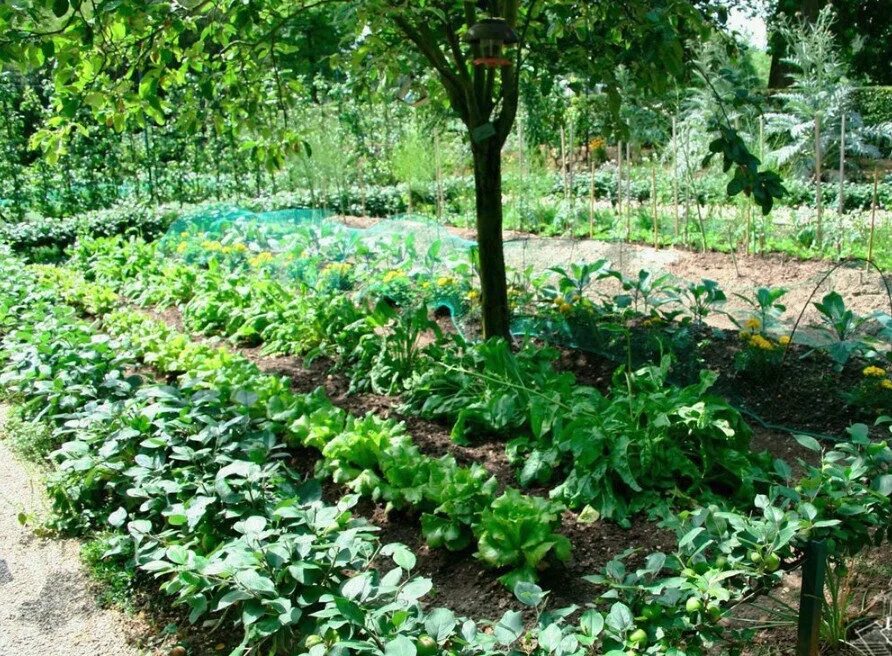 Грядки для зелени. Салат на грядке. Капуста с бархатцами. Овощные культуры растущие в тени или полутени. Тенелюбивые культуры для огорода.