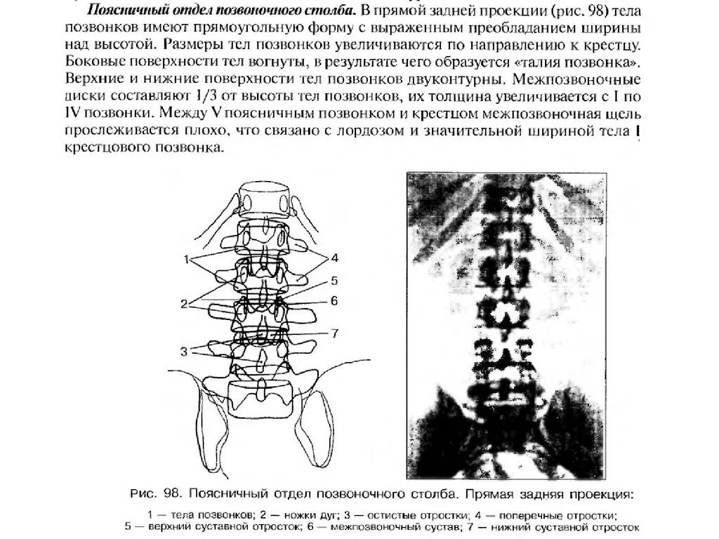 Позвонки l1,l2,l3,l4 у человека. Грудной позвонок. Размеры позвонков. Диаметр тела позвонка. Грудные позвонки th.